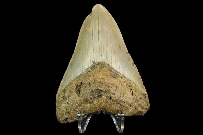 Bargain, Fossil Megalodon Tooth - North Carolina #124662